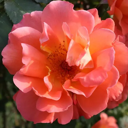 Apartamento Gaestehaus Roseneck Todtmoos