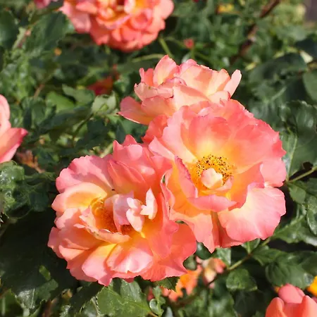 Gaestehaus Roseneck טודמוס