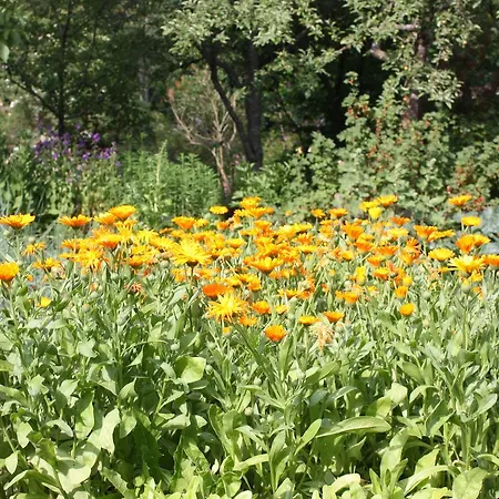 דירה Gaestehaus Roseneck