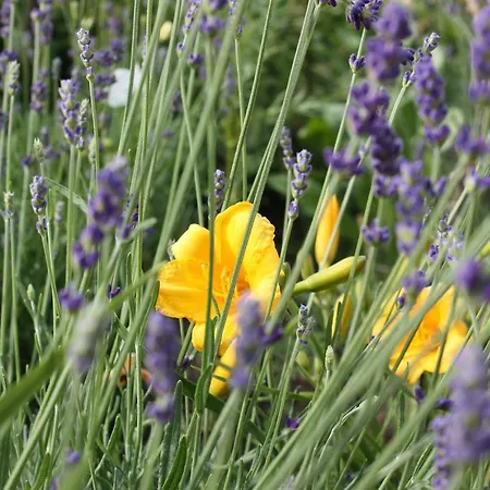 דירה Gaestehaus Roseneck